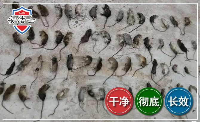 陵水鼠害防治-灭鼠