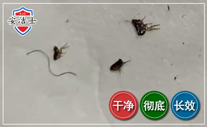 陵水跳蚤防治-灭跳蚤
