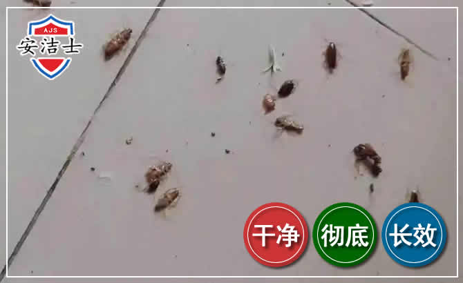 陵水蟑螂防治-灭蟑螂