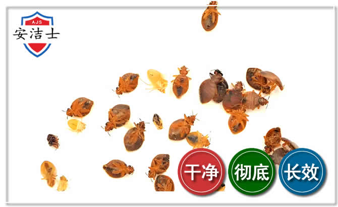 陵水臭虫防治-消灭臭虫